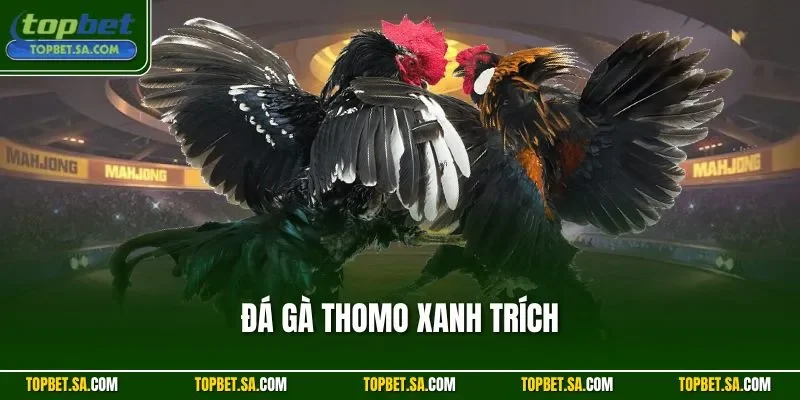 Đá gà thomo xanh trích