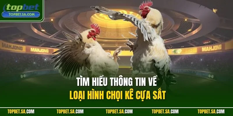 Tìm hiểu thông tin về loại hình chọi kê cựa sắt